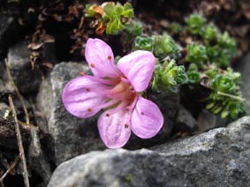 Saxifraga oppositifolia `Splendens`